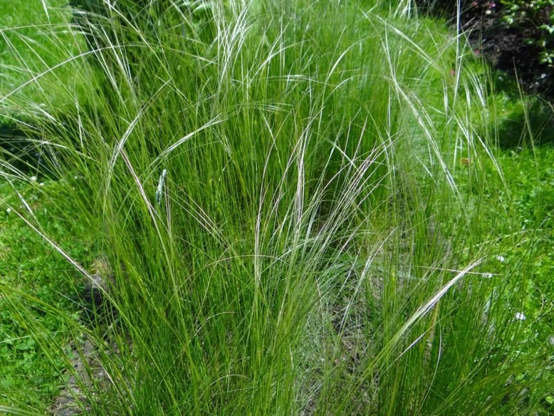 Very slender feather grass (Stipa capillata)