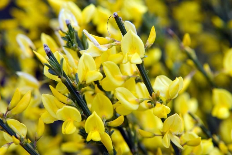 Warminster broom (Cytisus × praecox)