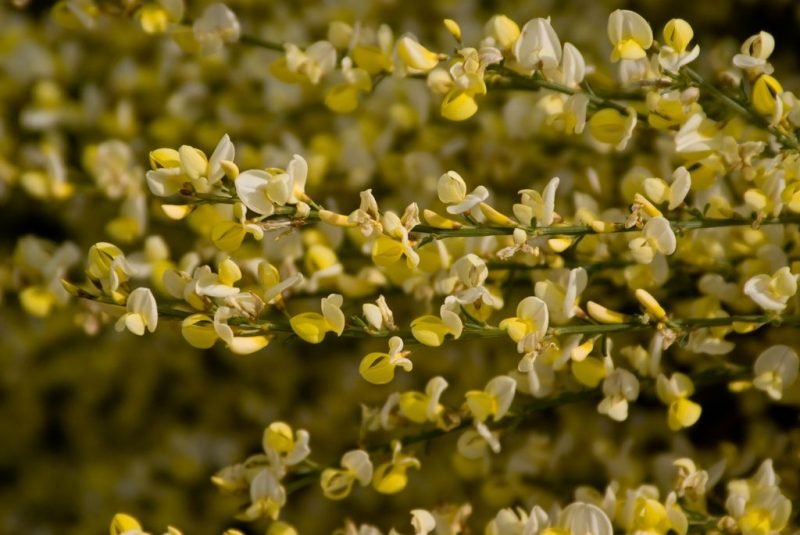 Warminster broom (Cytisus × praecox 'Warminster')