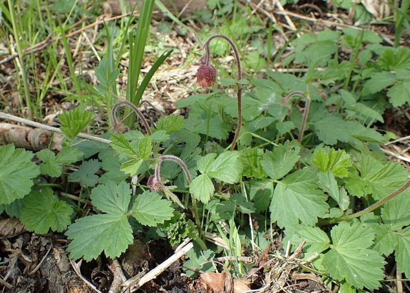 Water avens (Geum rivale)