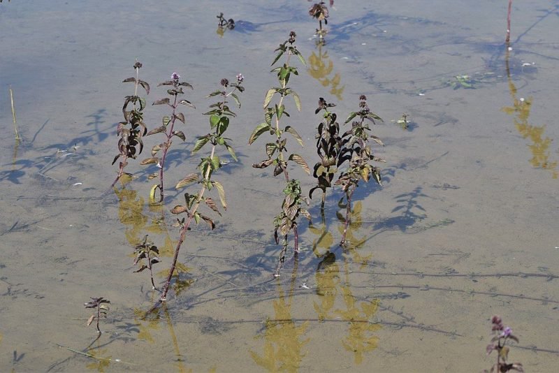 Water mint (Mentha aquatica)
