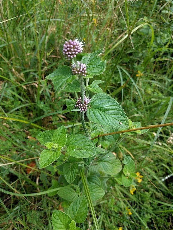 Water mint (Mentha aquatica) growing guides