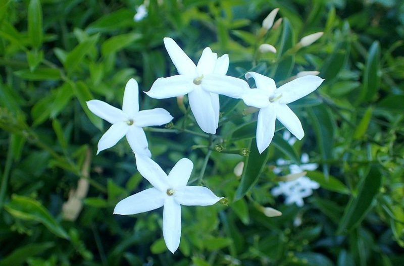 White Azorean jasmine (Jasminum azoricum)
