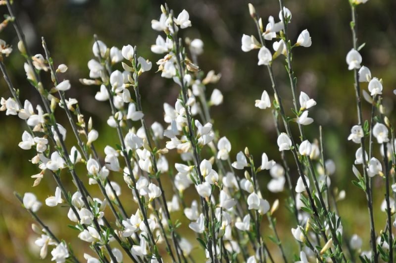 White Spanish broom (Cytisus multiflorus)