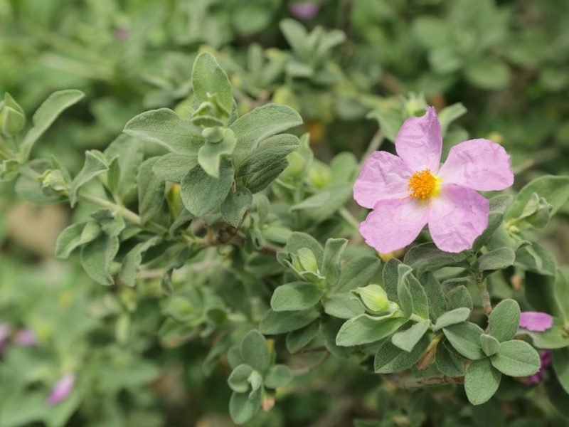 White-leaved rock rose (Cistus albidus)