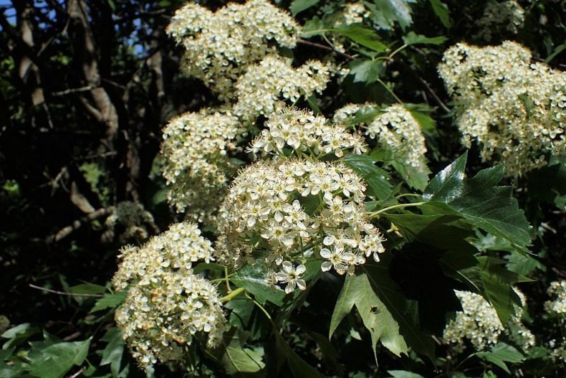 Wild service tree (Sorbus torminalis)