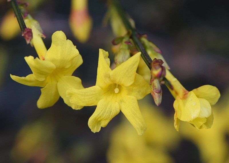 Winter jasmine (Jasminum nudiflorum)