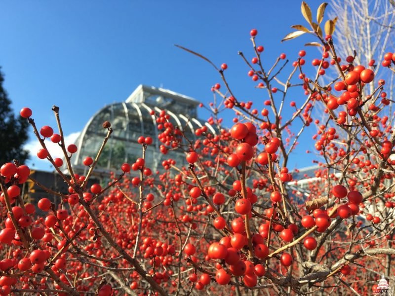 Winterberry (Ilex verticillata)