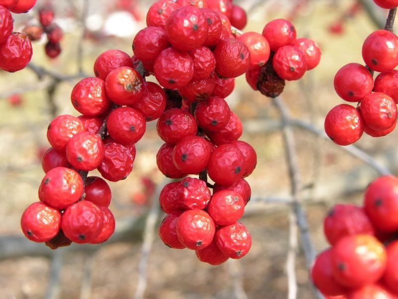 Winterberry 'Winter Red' (Ilex verticillata 'Winter Red')