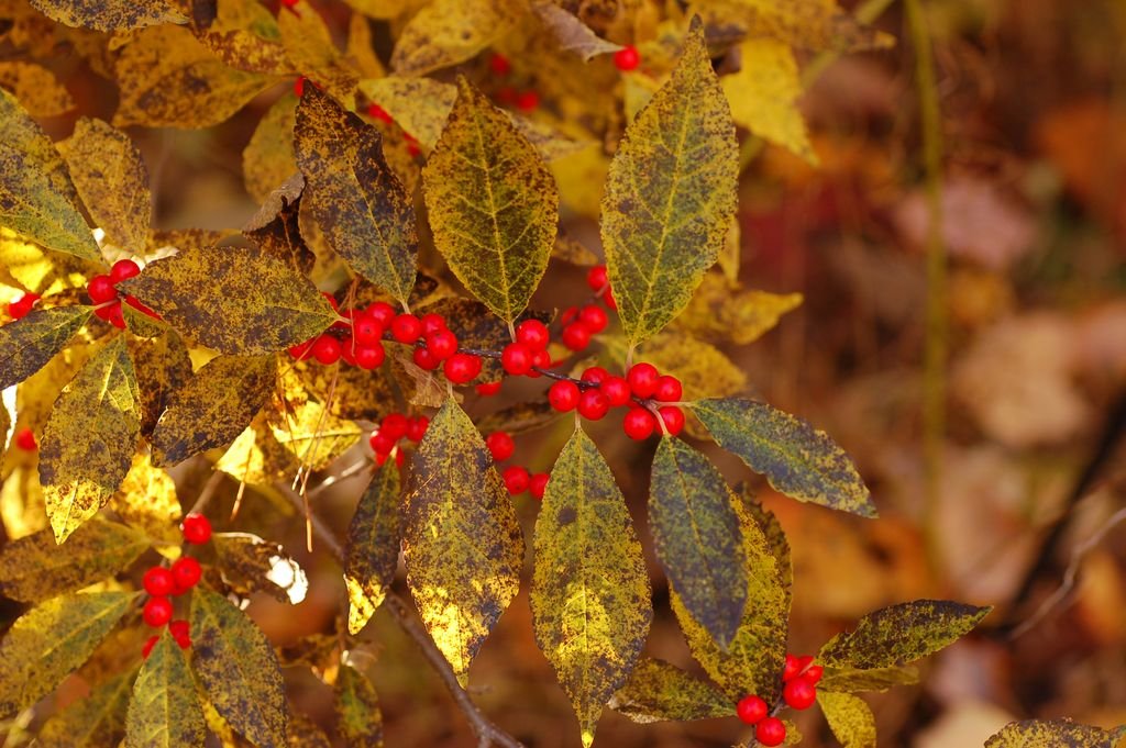 Winterberry 'Winter Red' (Ilex verticillata 'Winter Red') growing guides