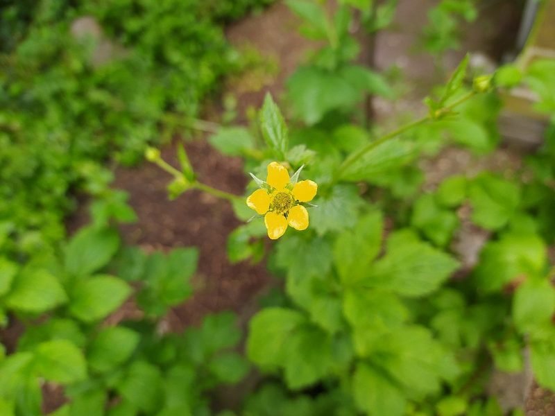 Wood avens (Geum urbanum)