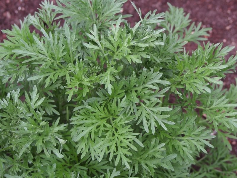 Wormwood (Artemisia absinthium)