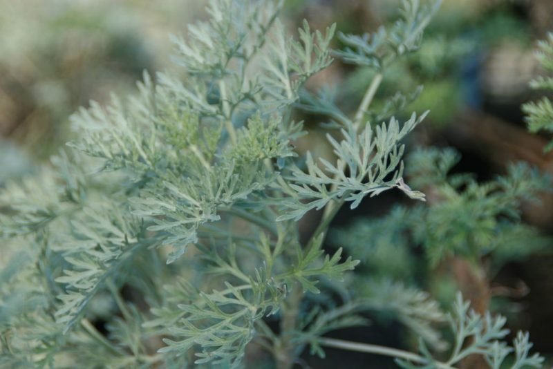 Wormwood 'Powis Castle' (Artemisia 'Powis Castle')