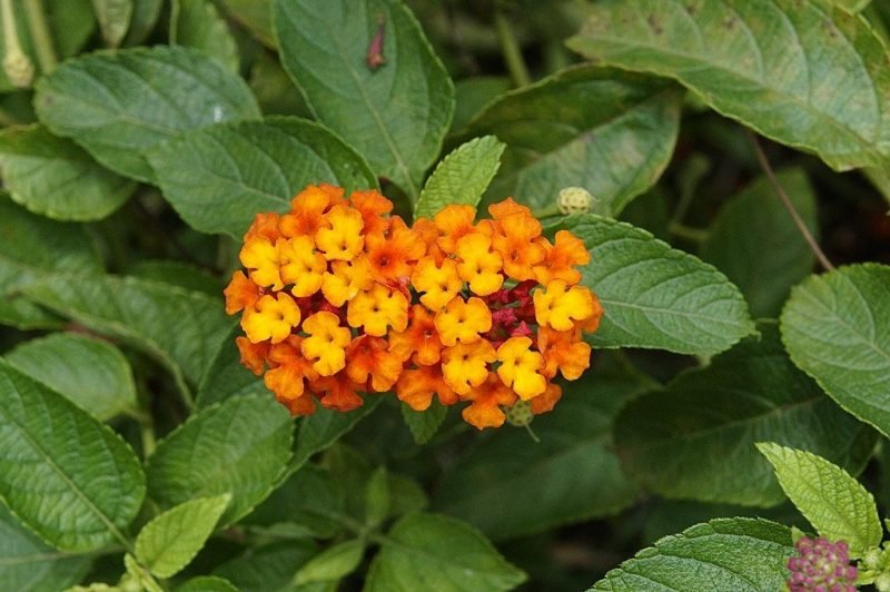 Yellow sage (Lantana camara)