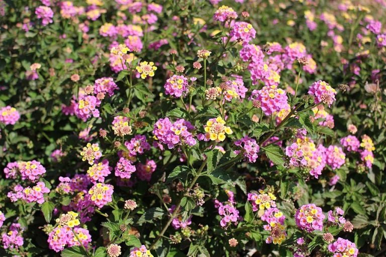 Yellow sage (Lantana camara) growing guides