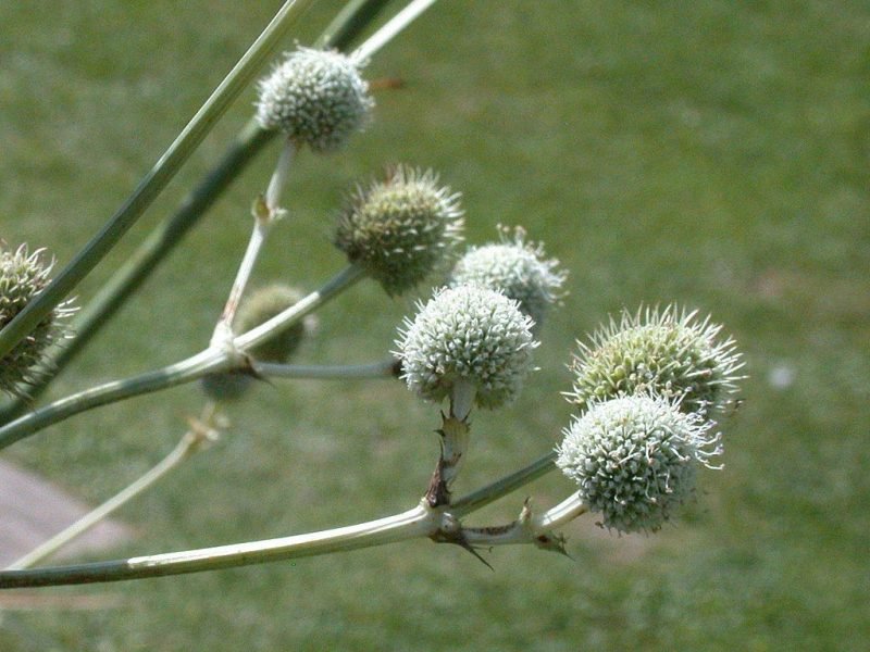 Yellowtinged ivory white sea holly (Eryngium eburneum) growing guides
