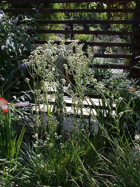 Yellowtinged ivory white sea holly (Eryngium eburneum) growing guides