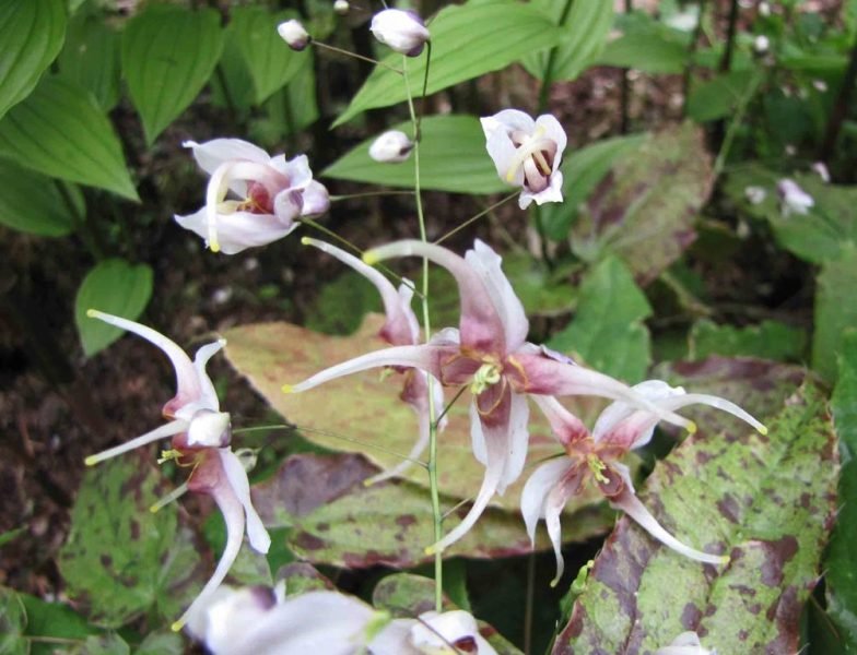Acuminate barrenwort (Epimedium acuminatum)