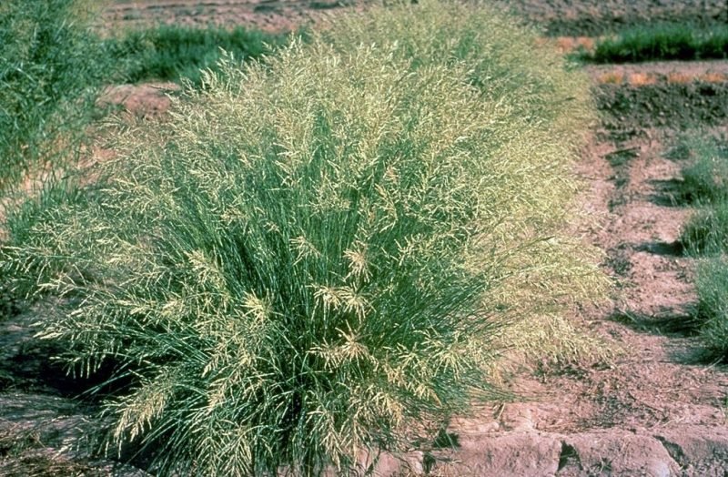 African love grass (Eragrostis curvula)