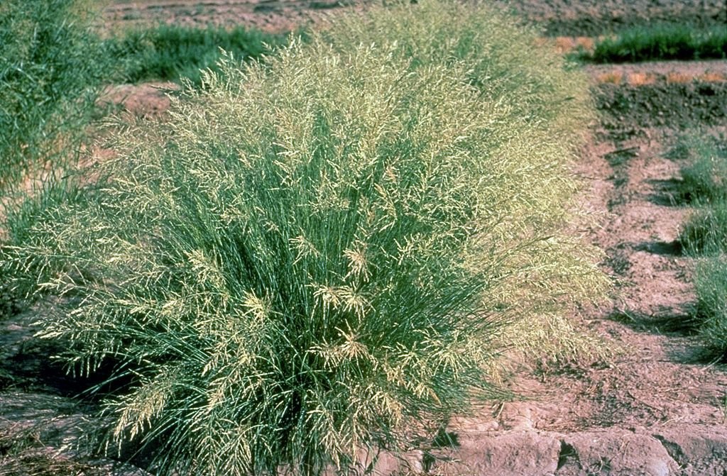 African love grass (Eragrostis curvula)