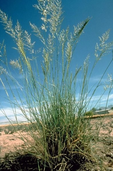 Where to plant African love grass (Eragrostis curvula)_2