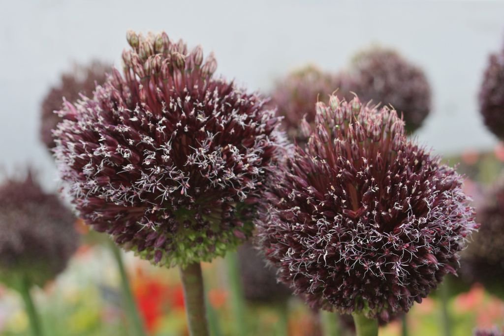 Allium 'Forelock' (Allium 'Forelock')