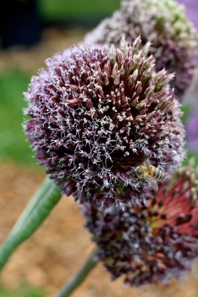 How to plant Allium 'Forelock' (Allium 'Forelock')_1