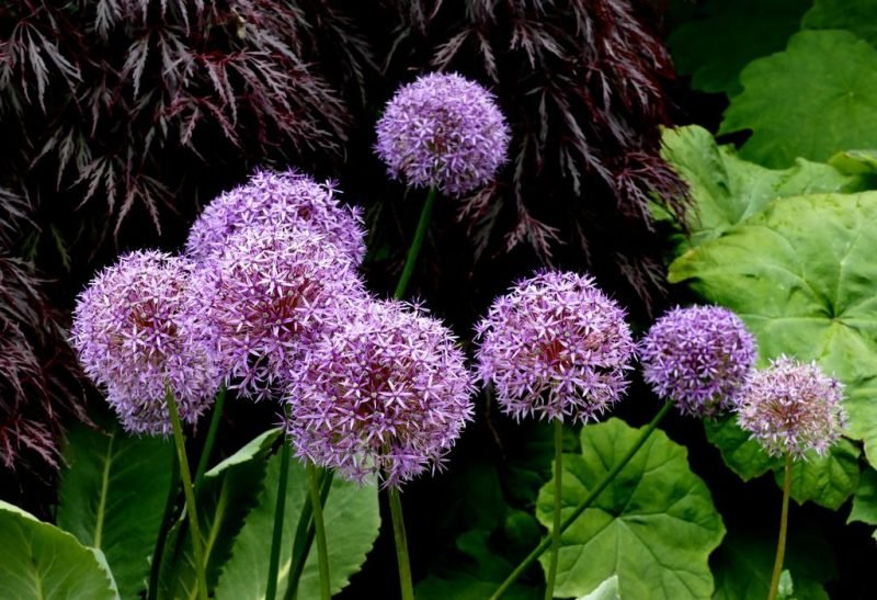 Allium 'Globemaster' (Allium 'Globemaster')