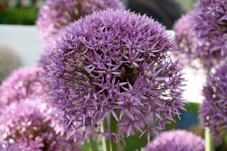 Allium 'Pinball Wizard' growing guides