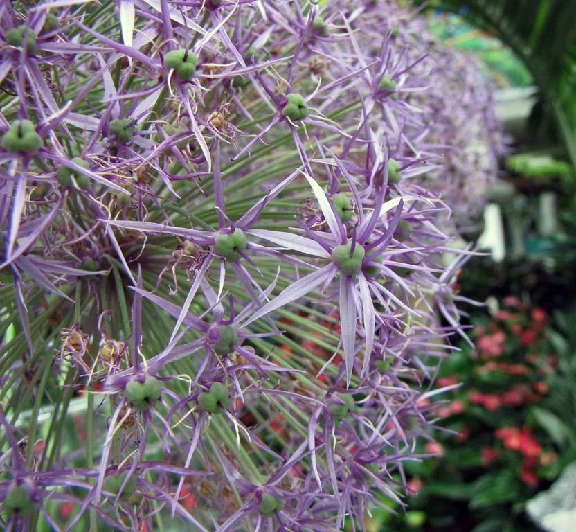 Allium 'Purple Rain' (Allium 'Purple Rain')