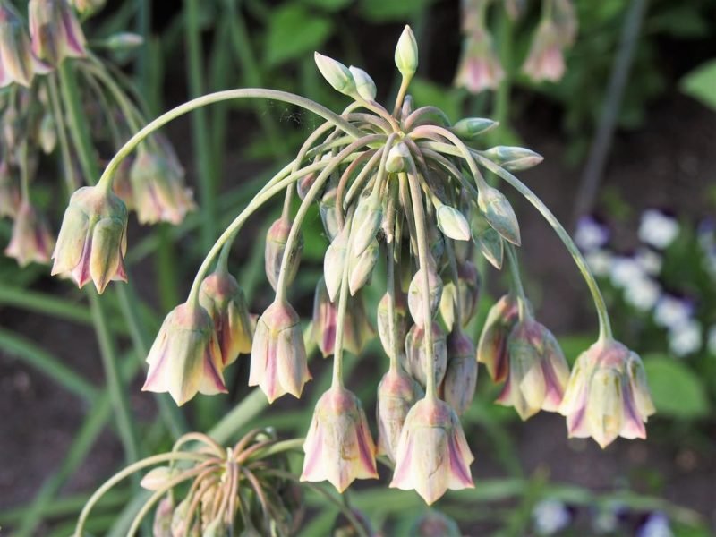 Allium siculum (Allium siculum)