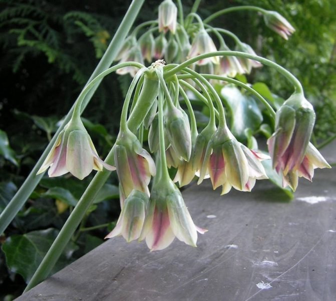 Allium siculum subsp. dioscoridis (Allium siculum subsp. dioscoridis)