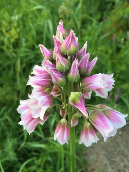 Allium tripedale (Allium tripedale)