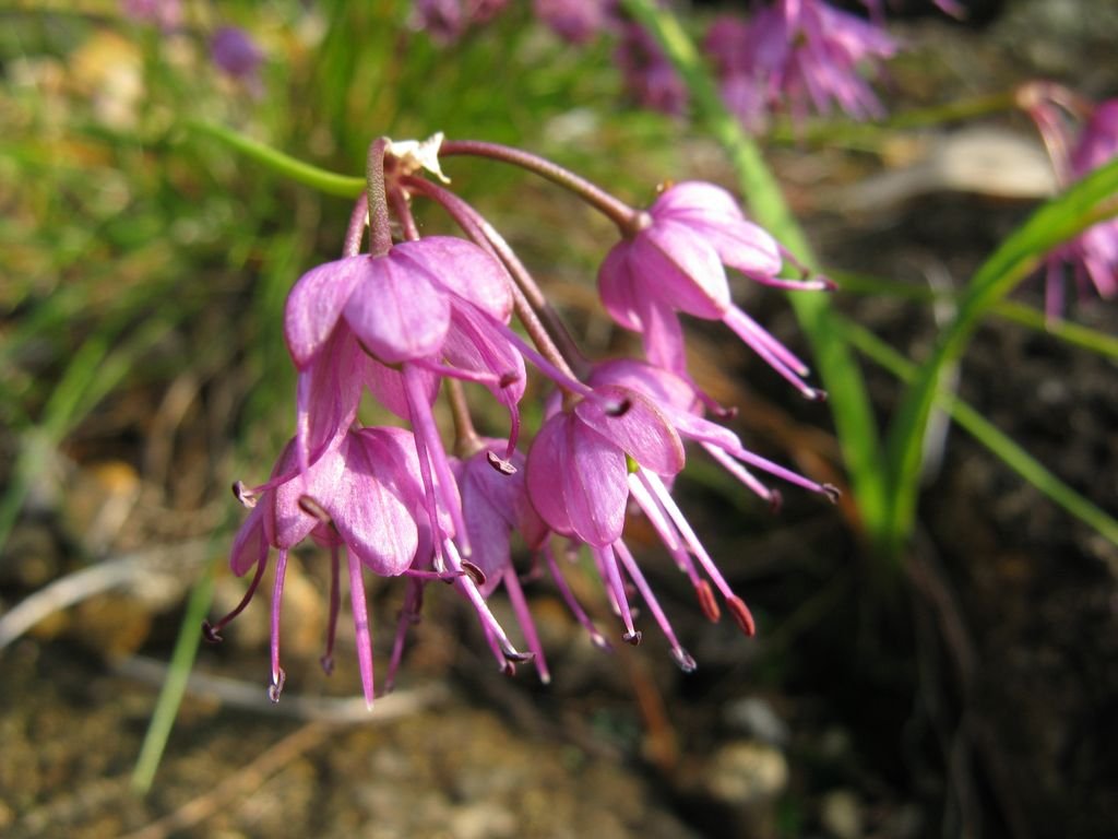 Allium virgunculae (Allium virgunculae)