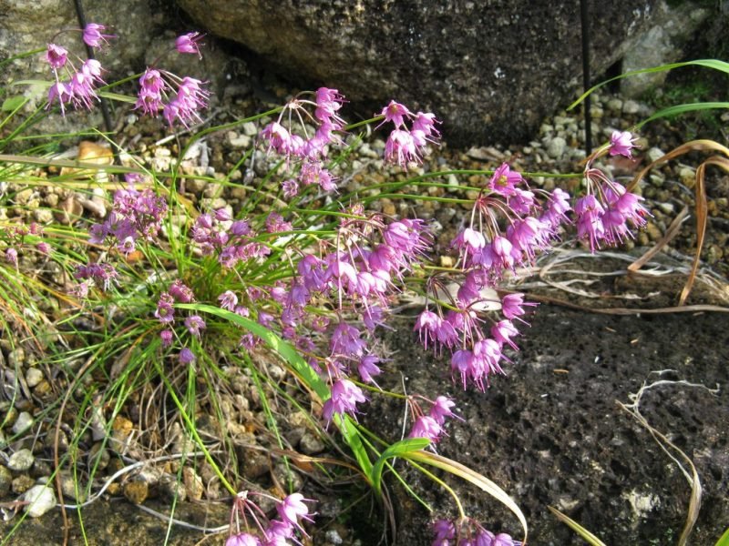 How to plant Allium virgunculae (Allium virgunculae)_1