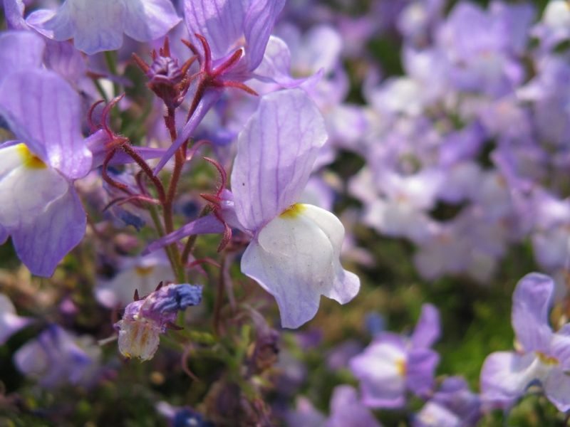 Annual toadflax (Linaria maroccana)
