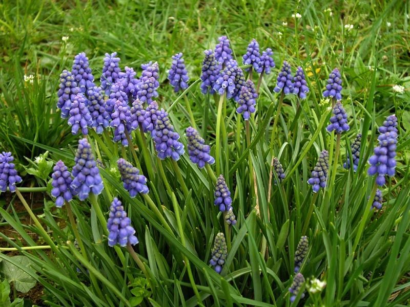Armenian grape hyacinth (Muscari armeniacum)