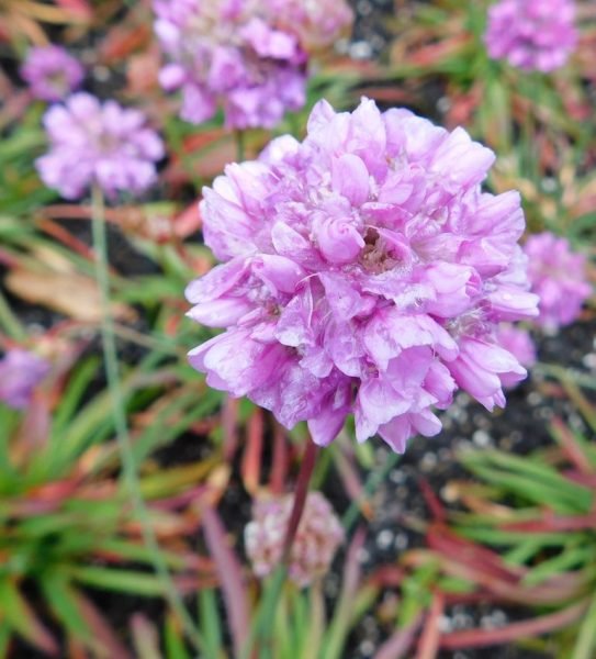 Armeria pseudarmeria 'Ballerina Lilac' (Armeria pseudarmeria 'Ballerina Lilac')