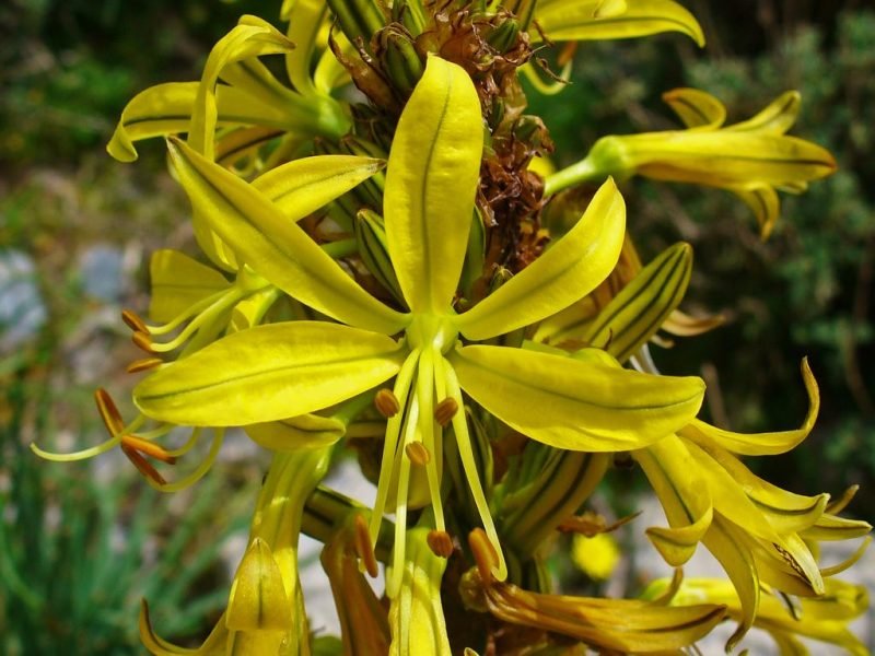 Asphodel (Asphodeline lutea)