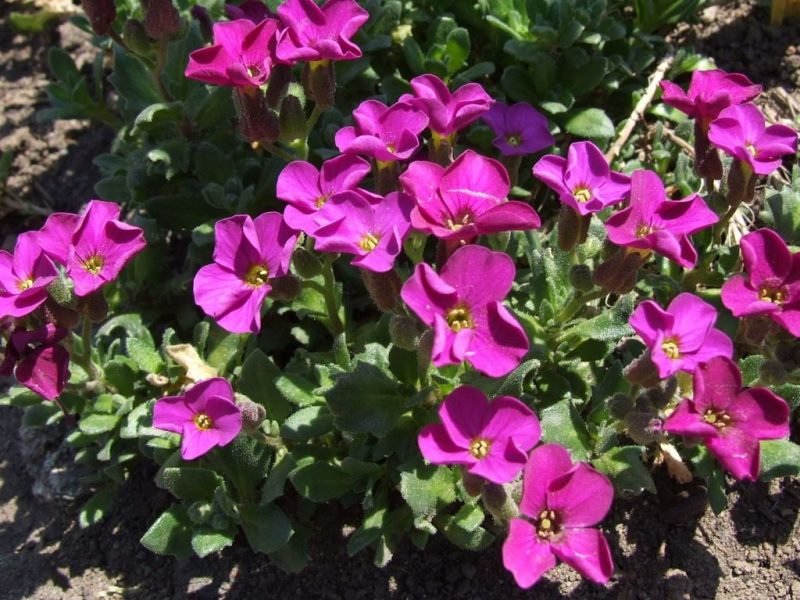 Aubrieta 'Red Carpet' (Aubrieta 'Red Carpet')