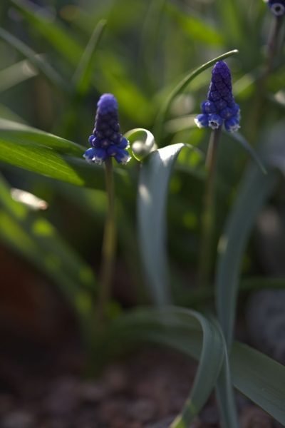 Aucher-Eloy grape hyacinth (Muscari aucheri)
