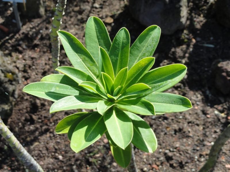 Azores spurge (Euphorbia stygiana)