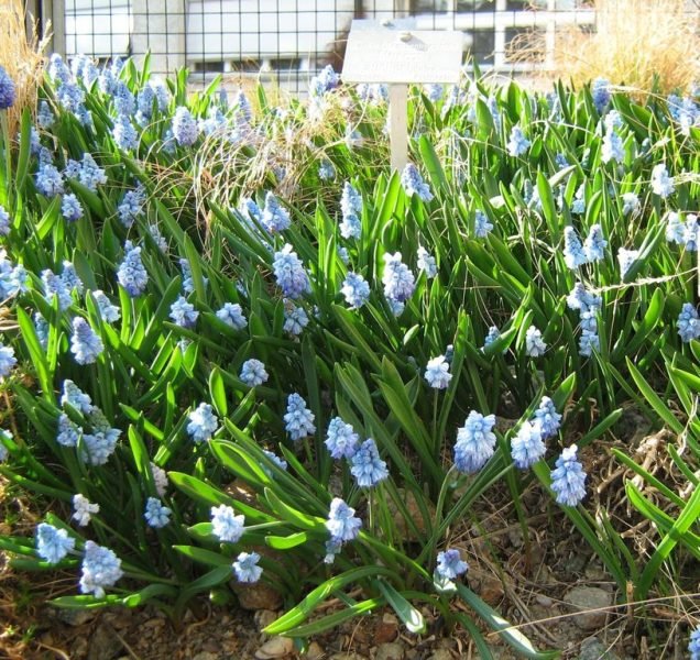 Azure grape hyacinth (Muscari azureum)