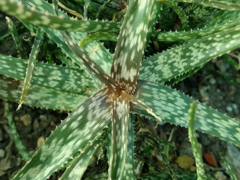 How to plant Baker aloe (Aloe bakeri)_1