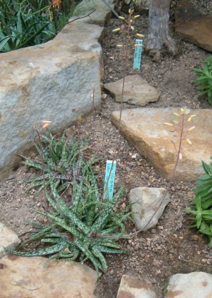 Where to plant Baker aloe (Aloe bakeri)_2