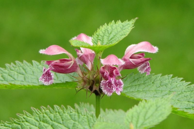 Balm-leaved red deadnettle (Lamium orvala)