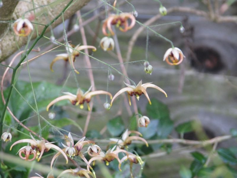 Barrenwort 'Caramel' (Epimedium wushanense 'Caramel')