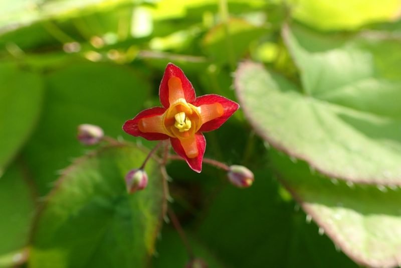 Barrenwort (Epimedium alpinum)