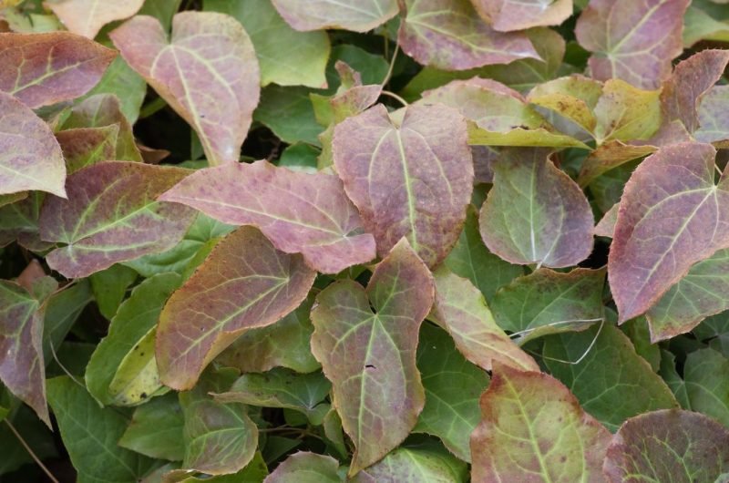Barrenwort (Epimedium × perralchicum)