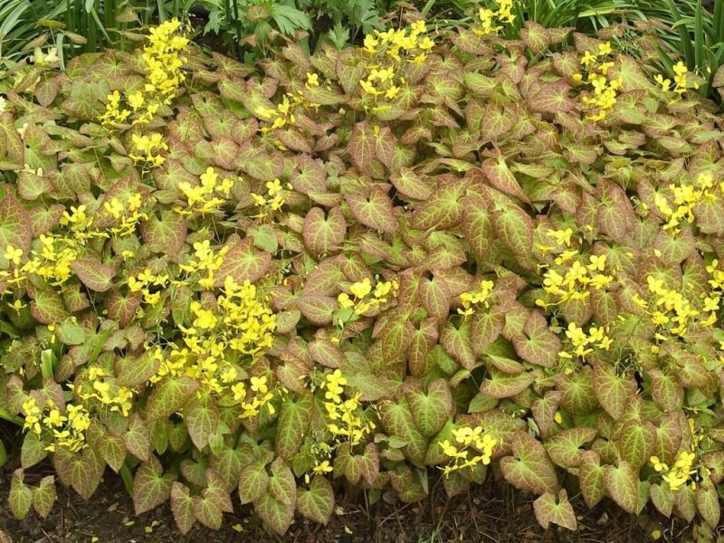 Barrenwort 'Fröhnleiten' (Epimedium × perralchicum 'Fröhnleiten')